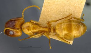 Media type: image;   Entomology 21589 Aspect: habitus dorsal view
